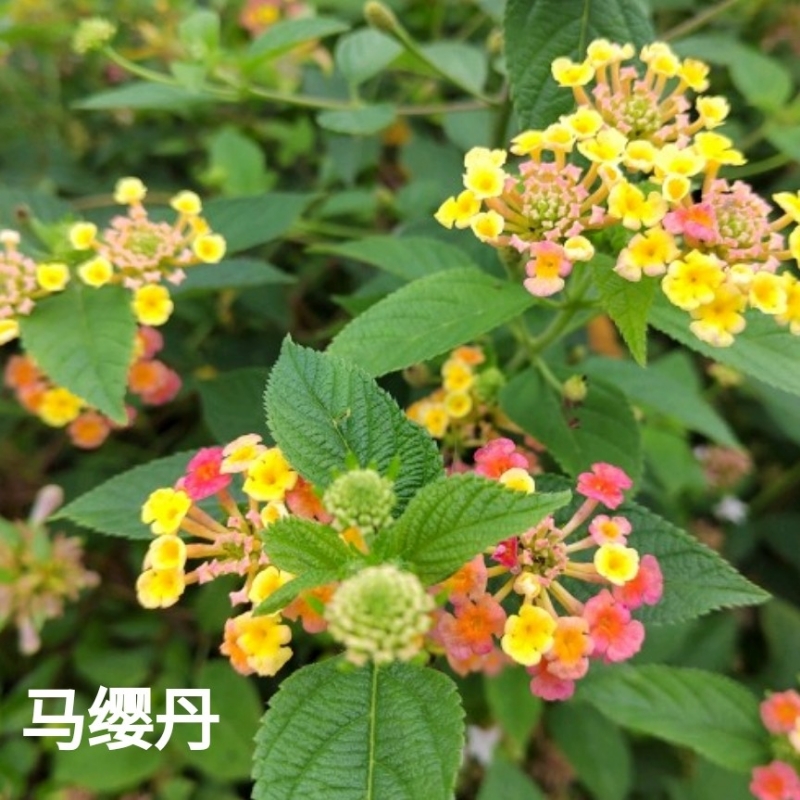 晏姝娴