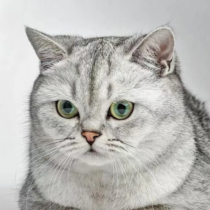 shzhyong