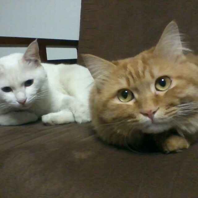 ccy