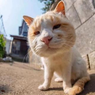 不采蘑菇宁采臣