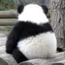 wangyuanjian