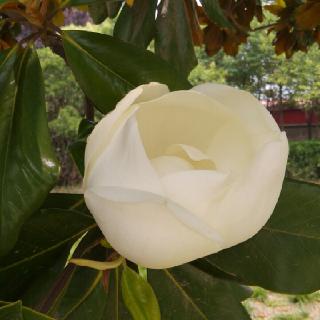 大吹