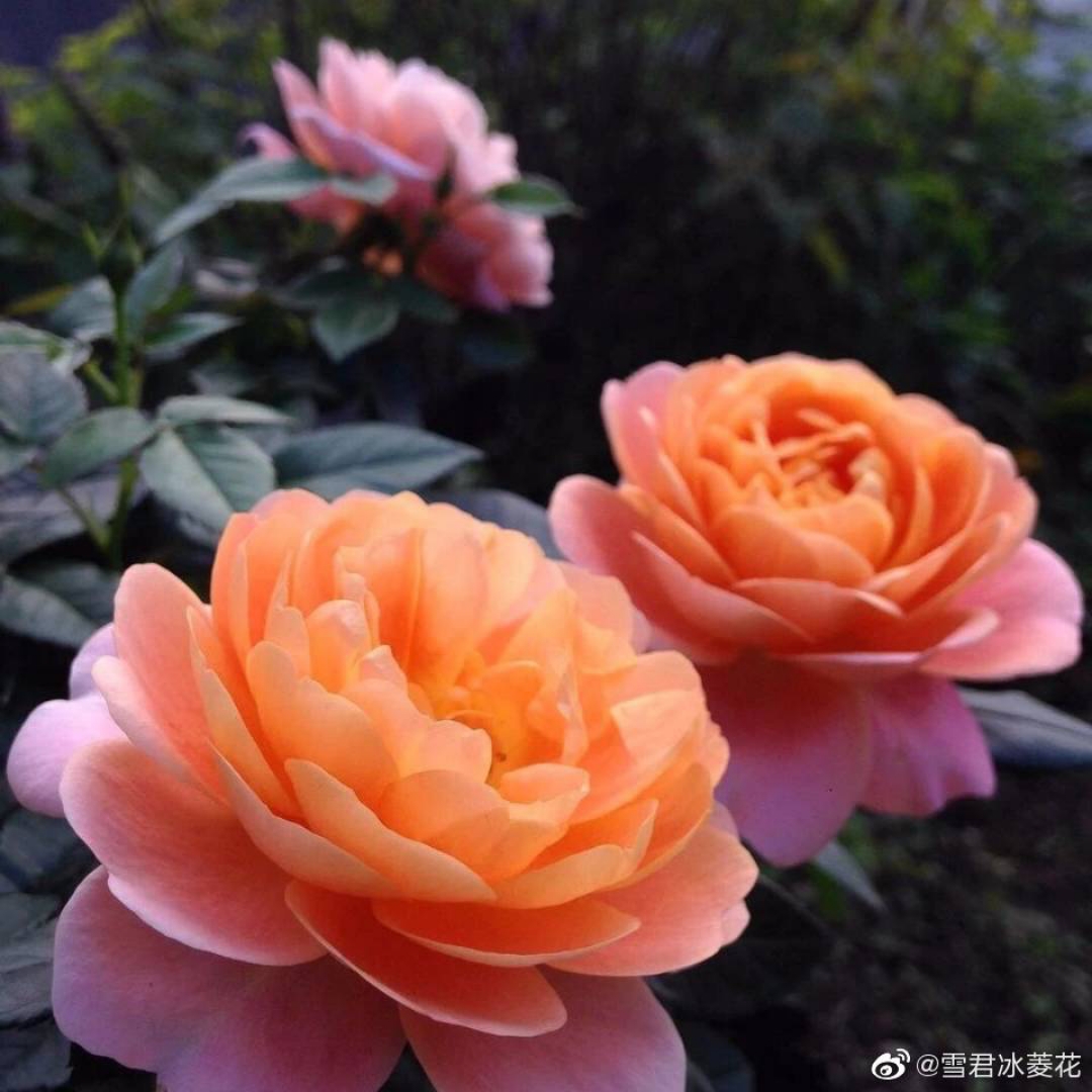 静翁