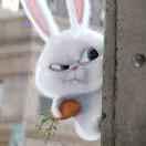 DsccSeven🐰