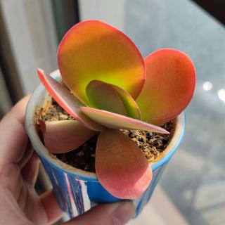 星辰