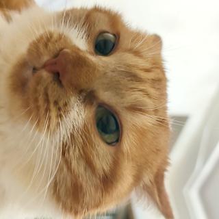 小猫咪爱钓鱼