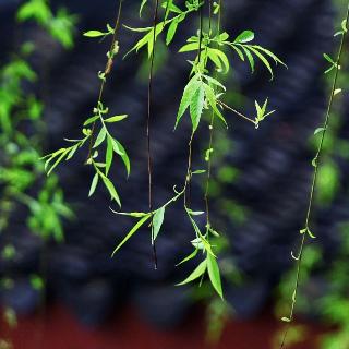 李忠明