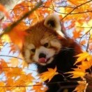 万籁霜天竞自由