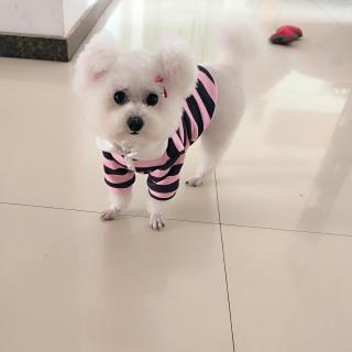 苗苗
