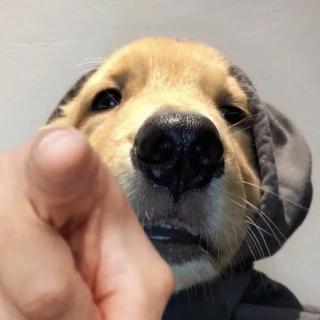 华选哥哥