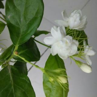 相云鹏