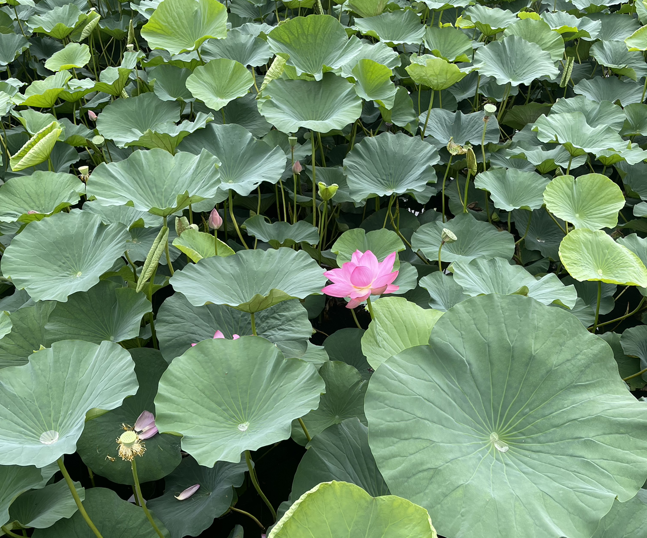 别动我土豆
