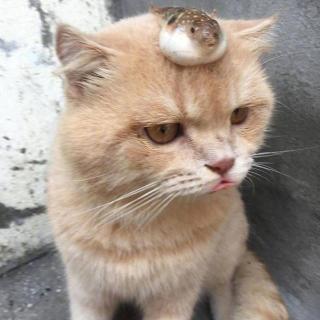 何末