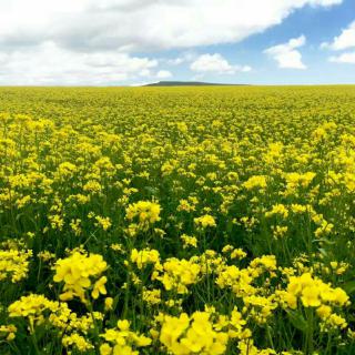 花开遍地金