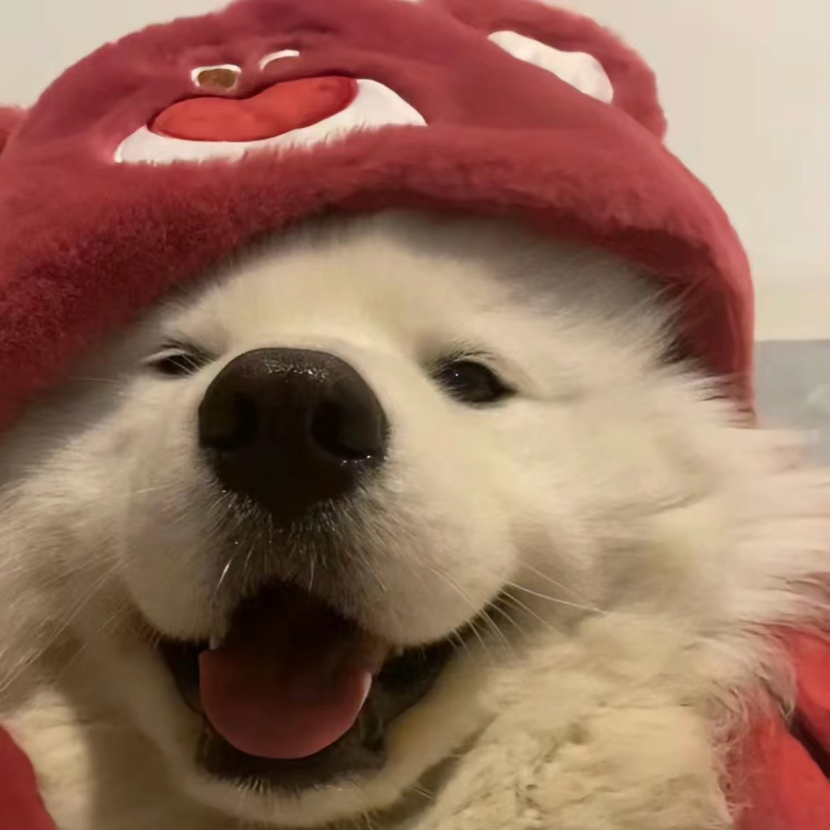 今晚打老虎