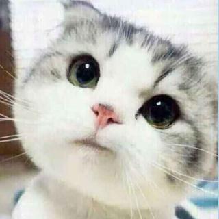 ✎﹏ℳ금귤레몬★천사꽃고양이☆
