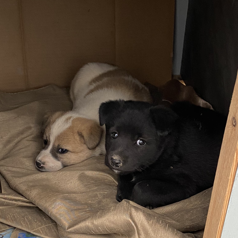 想念小狗的女孩