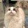 ぃ弥猫深巷