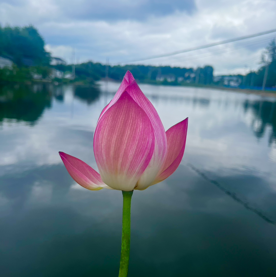 一个小透明