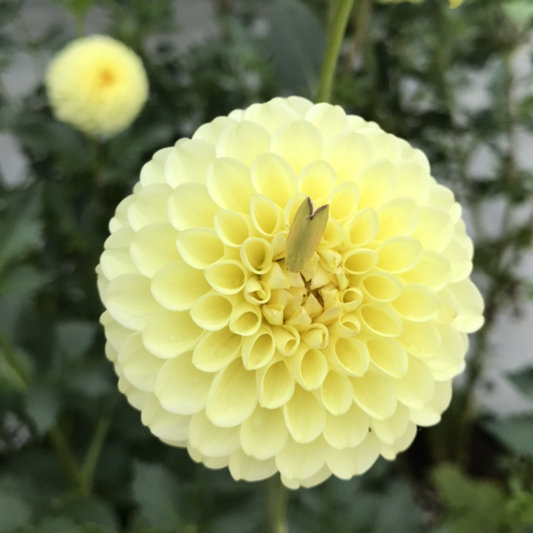 麦克尼二