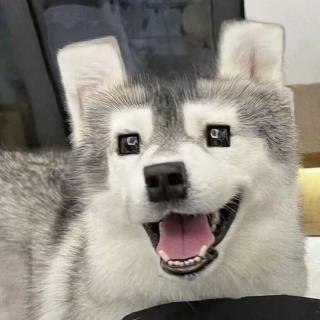贺祎辛
