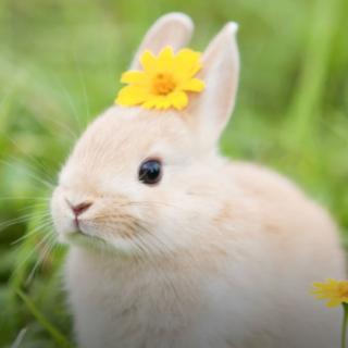 ٩(๑^o^๑)۶快乐的三只小猫