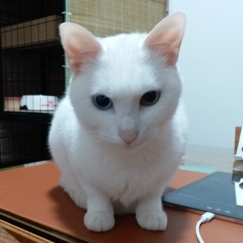 阿乡