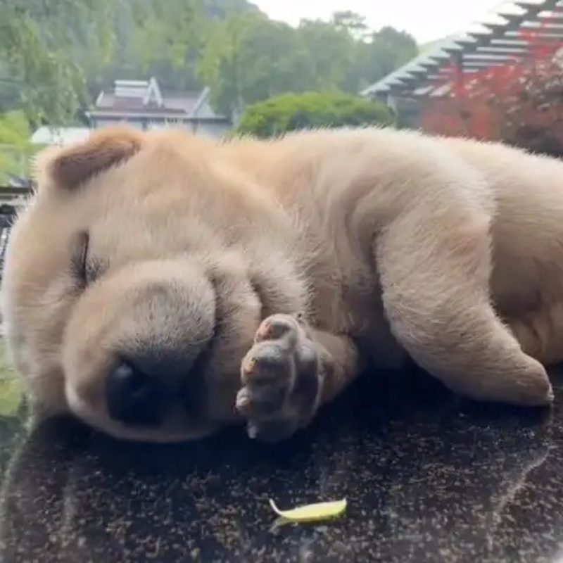 ༺繁花࿑ྏ落尽༻