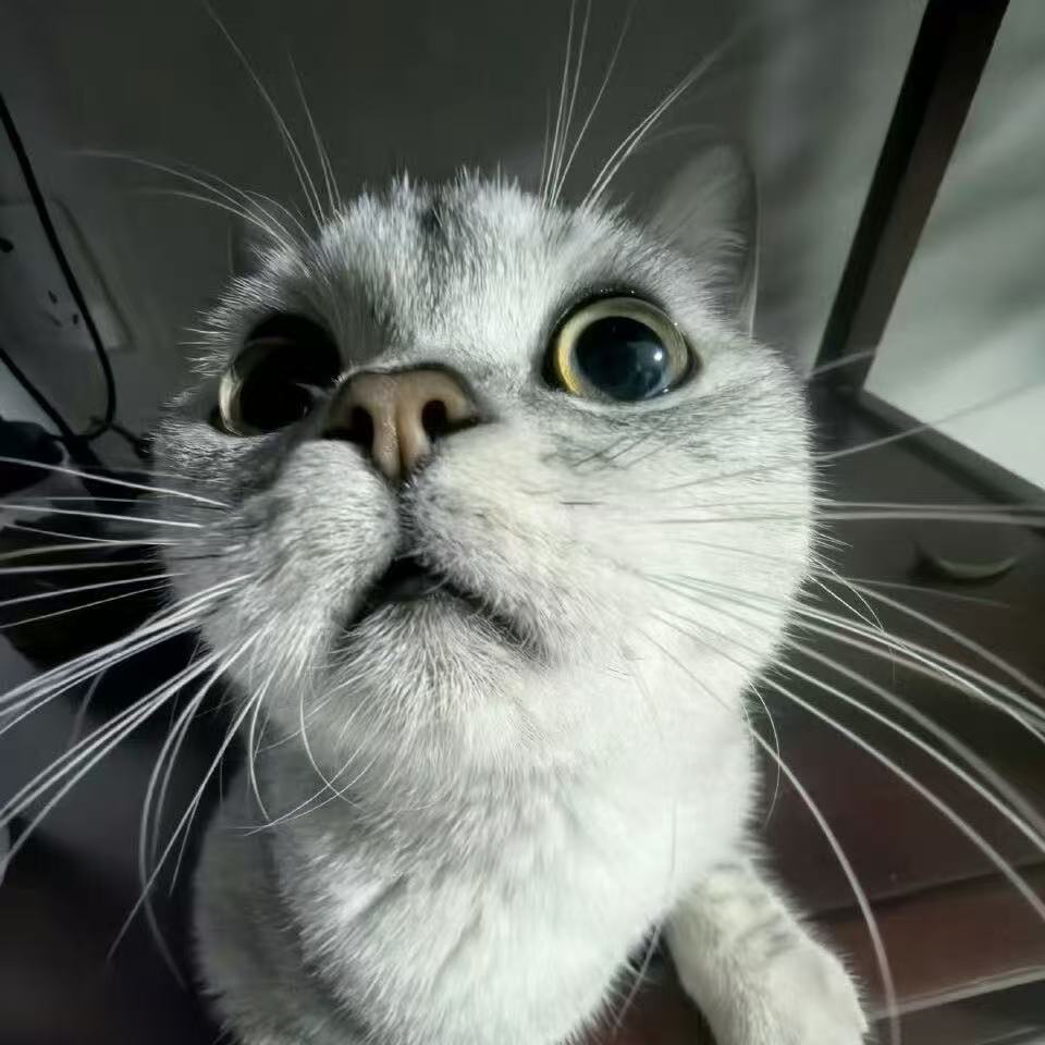 27.🐾