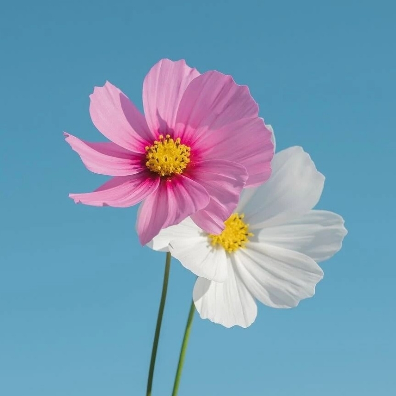 123456789pad方紅卡老大高