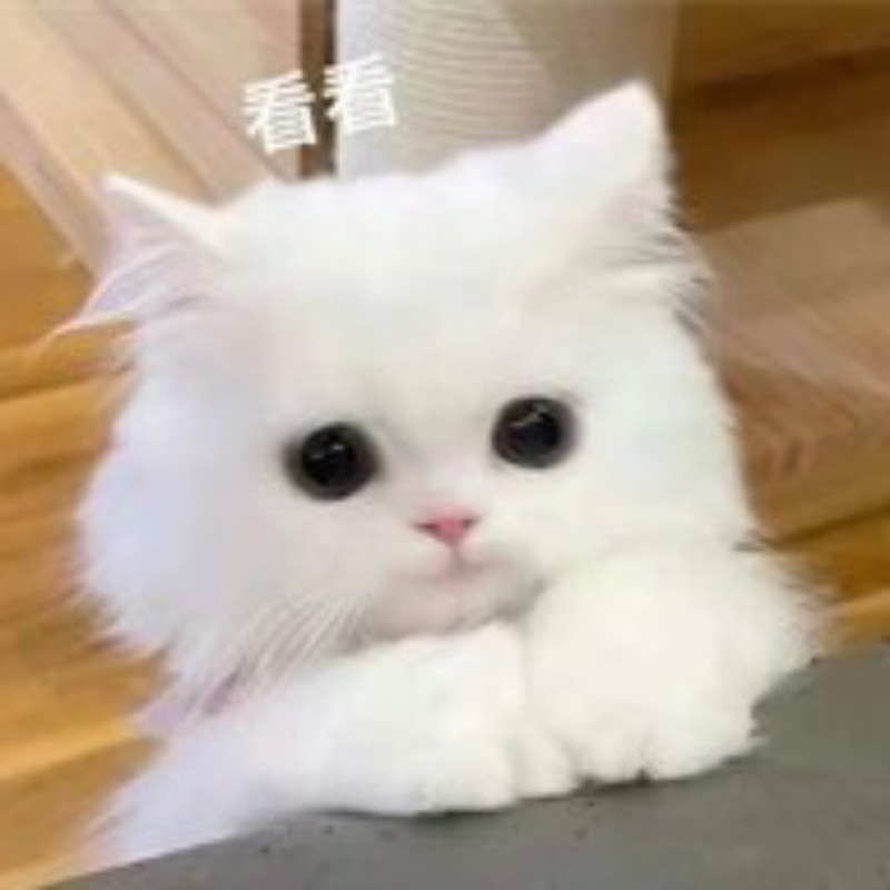 在座的都是老登