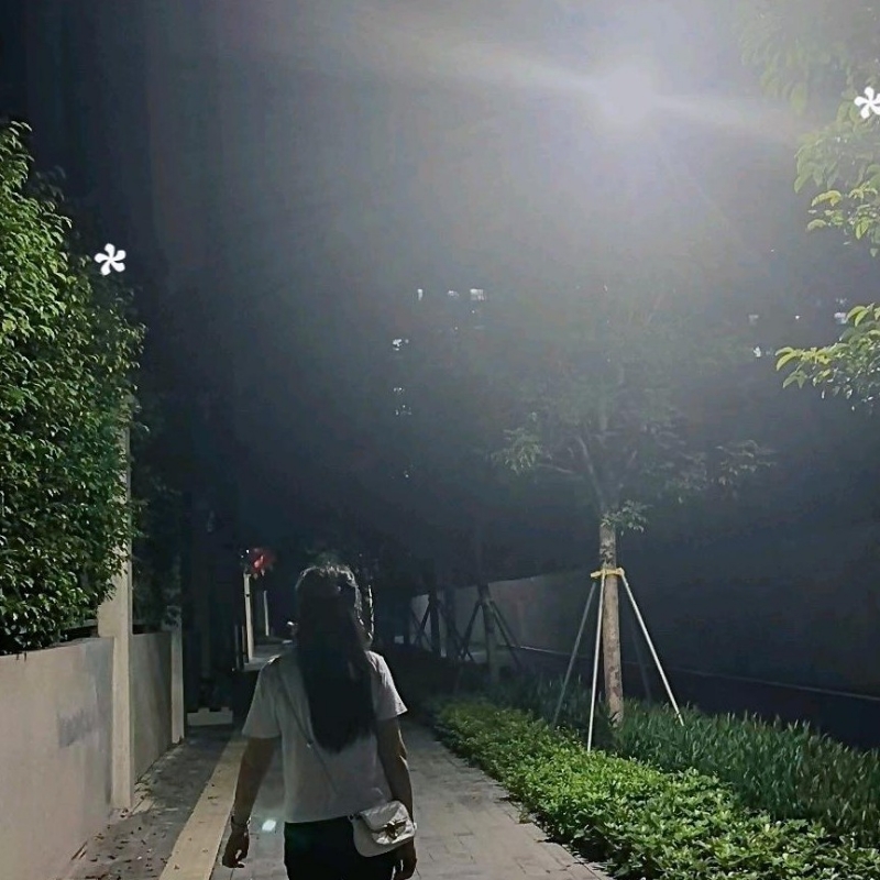 沉默的向日葵
