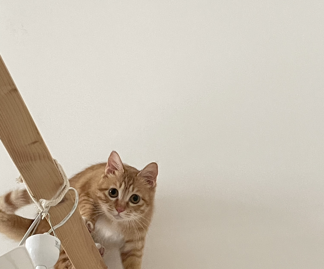 🎀🐱🐱🧸🩷💓💗