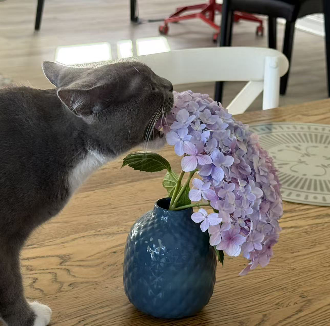  Roger (Qi) Zhang