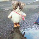 勿以物喜，不以己悲