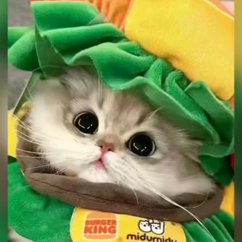 甜甜汉堡猫