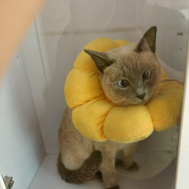 干净的雪更难融化