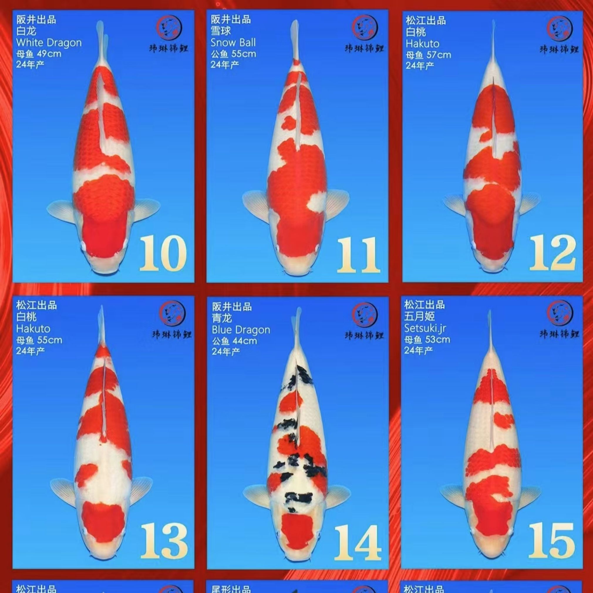 老橙皮