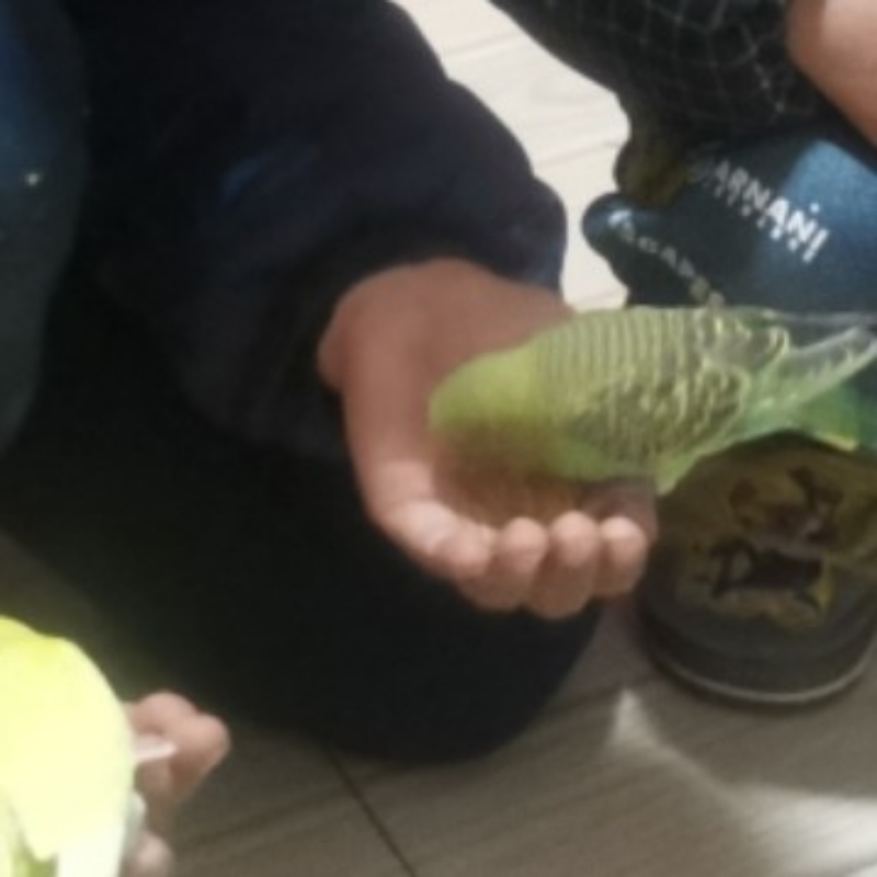 小鹦鹉绿色谷粒黄色布丁