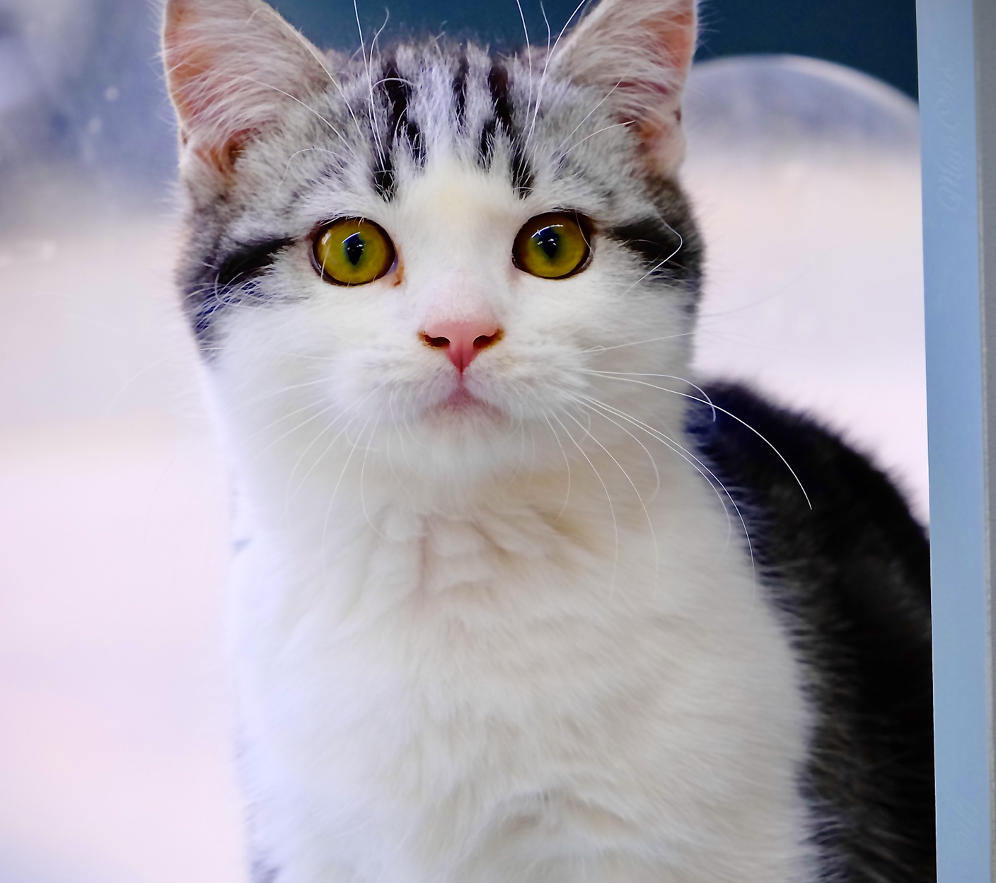 小青豆60大疯子你有病！