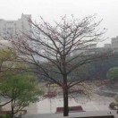 平平