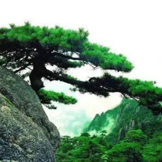 王松