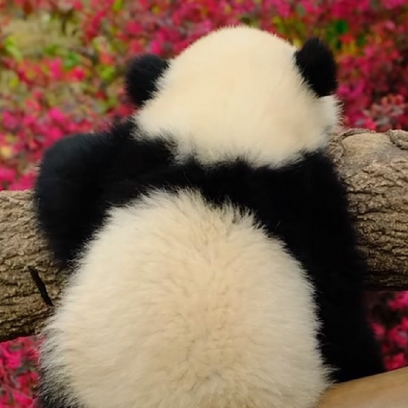 爱吃油泼面的火星人