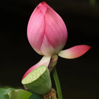 大成