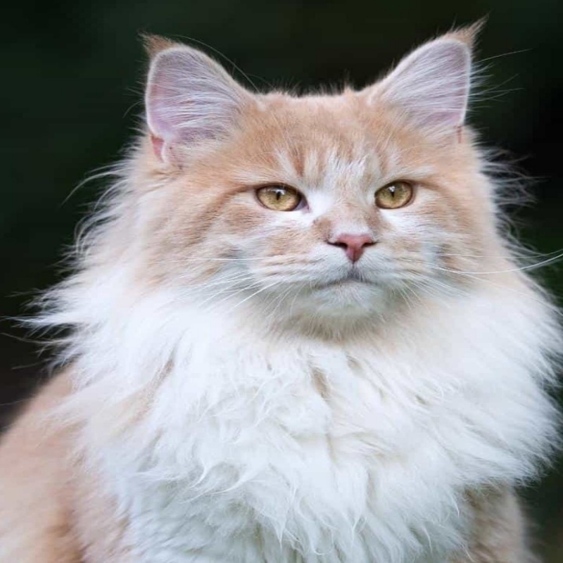 小猫咪₍˄·͈༝·͈˄*₎੭