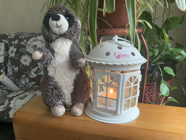 我是一只小猫狗🐕🐈