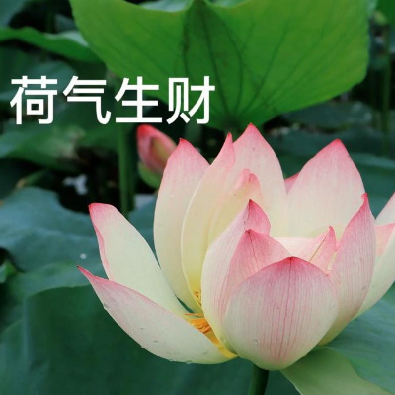 小坏蛋