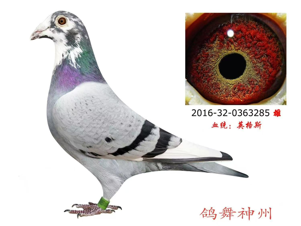 依然潇洒