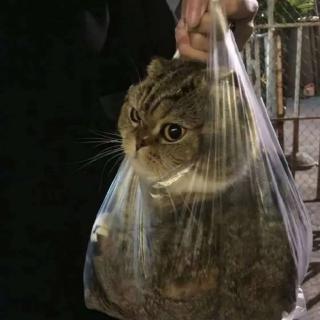 会飞的猪