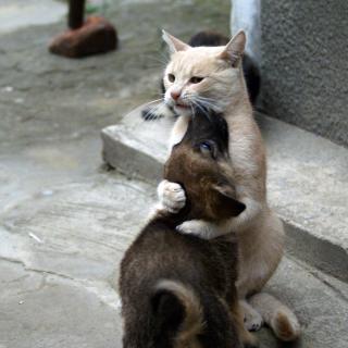 落叶无痕